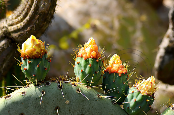 Cactus