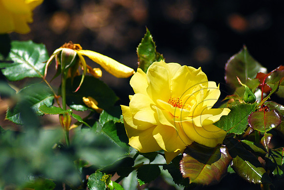 Flower - Yellow Rose 8356