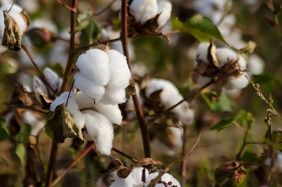 Cotton Close Up