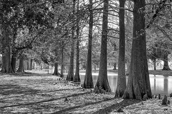 Merigold Bayou