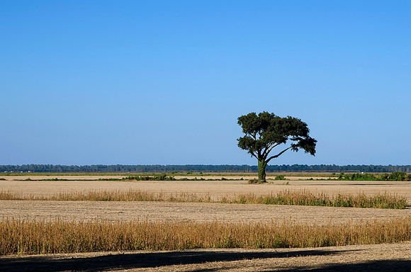 Tree on the Levee